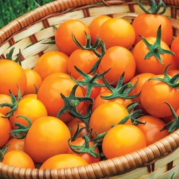 15pc Sun Gold Cherry Tomatoe Seeds - Picture 2 of 2